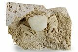 Fossil Crab (Potamon) Preserved in Travertine - Turkey #351023-2